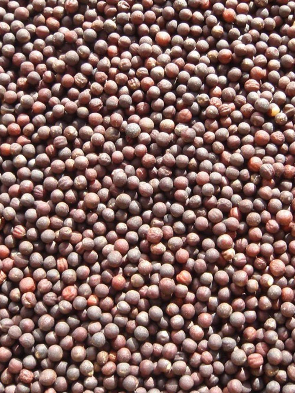 American Purple Top Rutabaga
